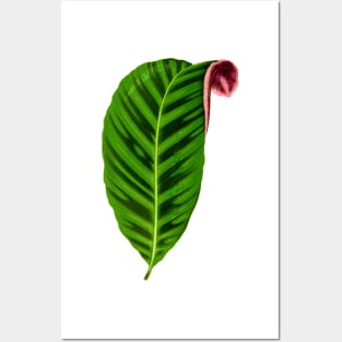 Calathea Zebrina - Rothschild Posters and Art